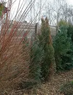 Thujahecke2_klein.webp
