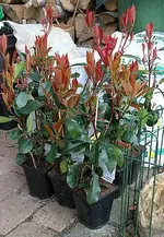 Glanzmispel Red Robin_klein.webp