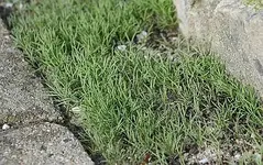 kalifornischer Mohn.webp