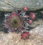 Steingewächs2.webp