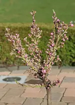 Zwergnektarine.webp