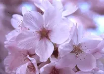 Prunus × yedoensis Akebono 3.webp