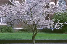 pryea61.webp
