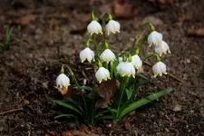 comp_IMG_7019.webp