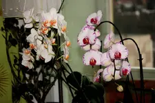comp_IMG_6169.webp