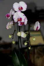 comp_IMG_5671.webp