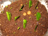 Zamioculcas_Überraschung.webp