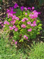 IMG_20240515_121956.jpg