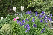 Mai     2324.webp