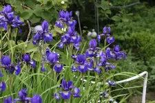 Mai     2524.webp