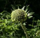 KnoSkabi.jpg