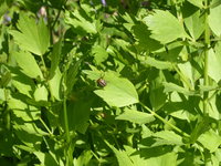 P1040275Kartoffelkäfer am Liebstöckel.JPG