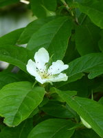 P1040283Mispel.JPG
