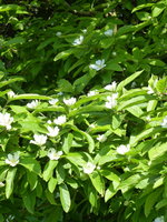P1040285Mispel.JPG