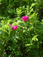 P1040289Wildrose.JPG