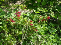 P1040290Weigelie.JPG