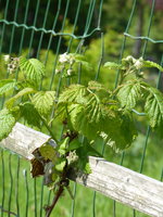 P1040295Himbeeren.JPG