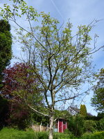 P1040310Walnuss.JPG