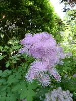 P1040314Wiesenraute.webp
