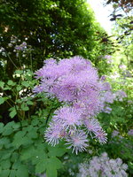 P1040314Wiesenraute.JPG