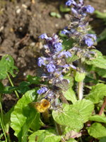 P1040322Günsel mit Hummel.JPG