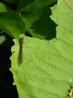 P1040324Telekie mit Libelle.webp