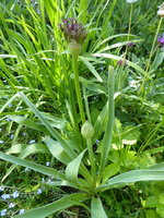 P1040327Zierlauch.JPG