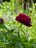 P1040329Pfingstrose.JPG