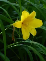 P1040330Taglilie.webp