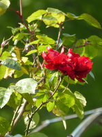 P1040341Amadeus.JPG