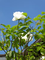 P1040342Schneewittchen.JPG
