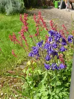 P1040343Heuchera und Akelei.webp