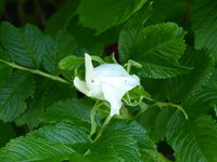 P1040348Wildrose.JPG