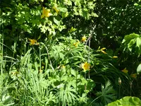 P1040354Taglilie.webp