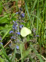 P1040355Zitronenfalter am Günsel.JPG