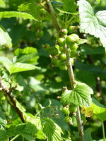 P1040361schwarze Johannisbeere.JPG