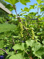 P1040363rote Johannisbeere.JPG