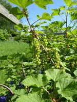 P1040363rote Johannisbeere.webp