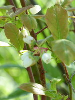 P1040364Heidelbeere.JPG