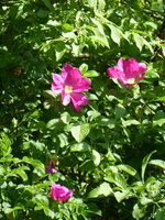 P1040367Heckenrose.JPG