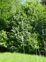 P1040368WIldhecke.JPG