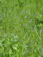 P1040370Ehrenpreis.JPG