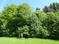 P1040371WIldhecke.JPG