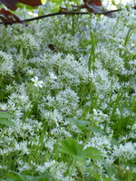 P1040374Bärlauch.JPG