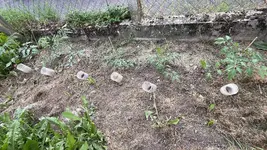 IMG_0020.jpeg