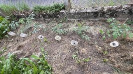 IMG_0020.jpeg
