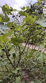 IMG_0025.jpeg