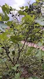 IMG_0025.jpeg