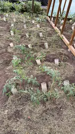 IMG_0017.jpeg