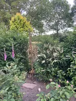 470F6180-DC14-4D26-A3AC-A25B067338BA.jpeg